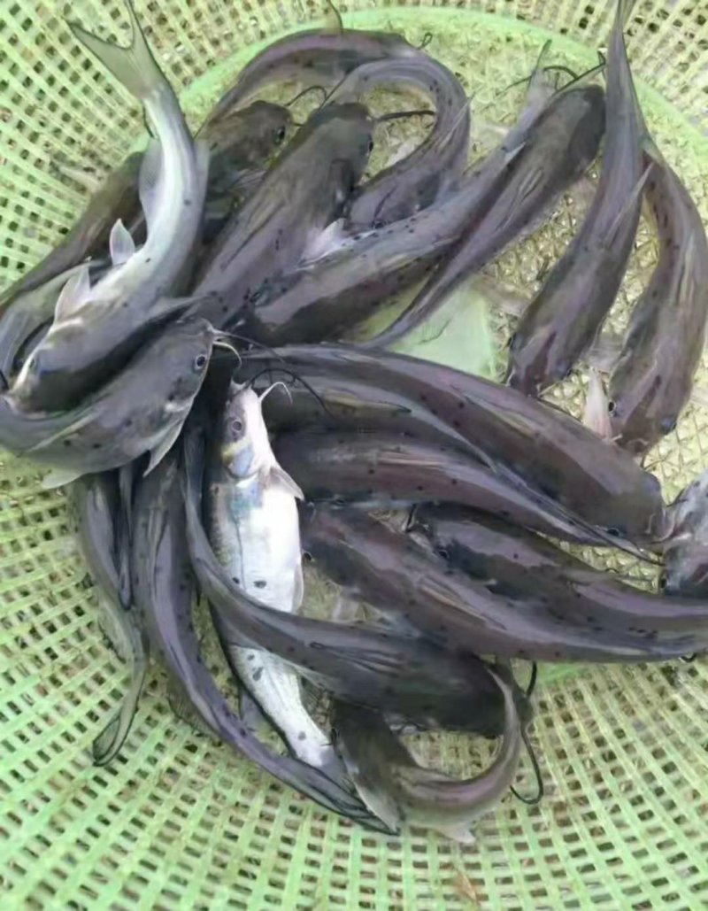 塘角鱼苗埃及塘鲺量大送货上门货到付款