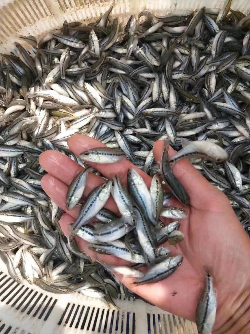 塘角鱼苗埃及塘鲺量大送货上门货到付款
