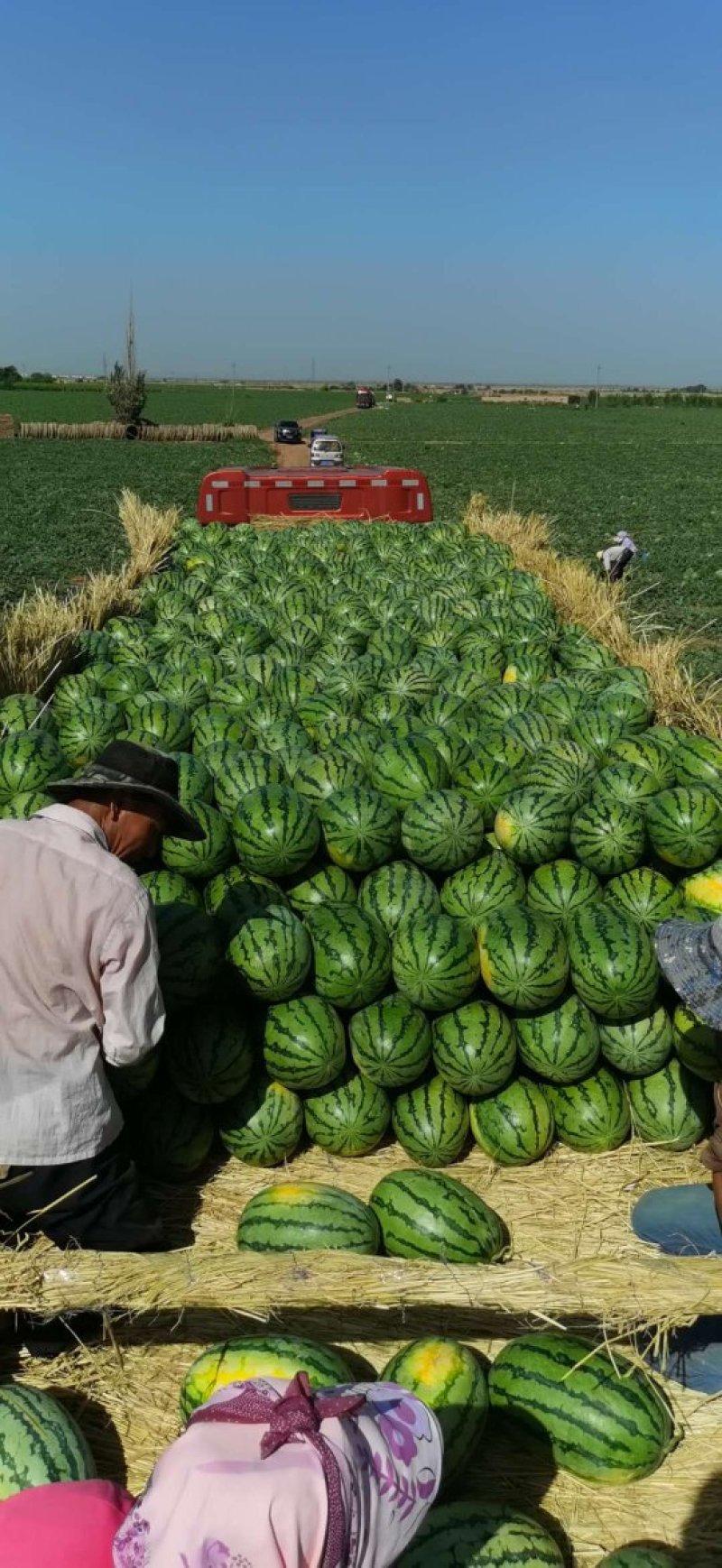 新疆西瓜昌吉西瓜老龙河西瓜金城5号西瓜，大量上市，全国代发
