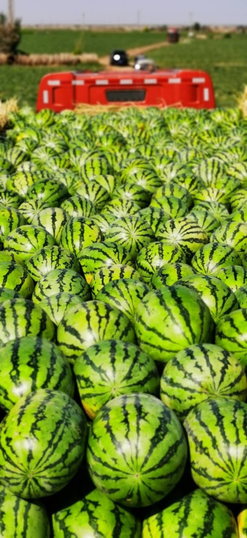 新疆西瓜昌吉西瓜老龙河西瓜金城5号西瓜，大量上市，全国代发