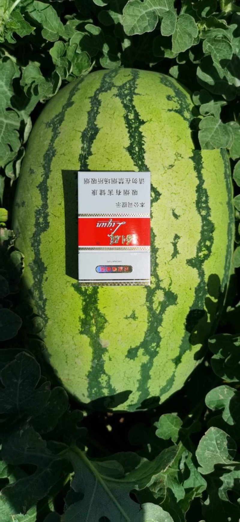 新疆西瓜昌吉西瓜老龙河西瓜金城5号西瓜，大量上市，全国代发