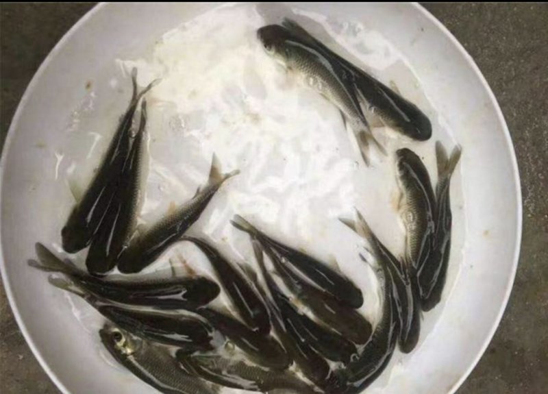 草鱼苗，春苗，抗病毒长势快产地直销欢迎新老客户前来咨询