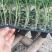 釜山88小西红柿苗口感佳无残渣全国批发发货
