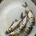 草鱼苗，广草，可货到付款，量大从优，抗病毒，现场指导
