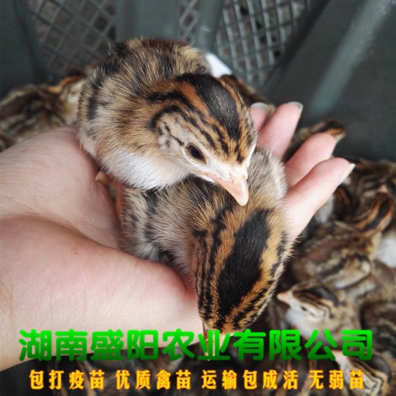 珍珠鸡苗放养鸡苗出壳活体小鸡苗路上包运费