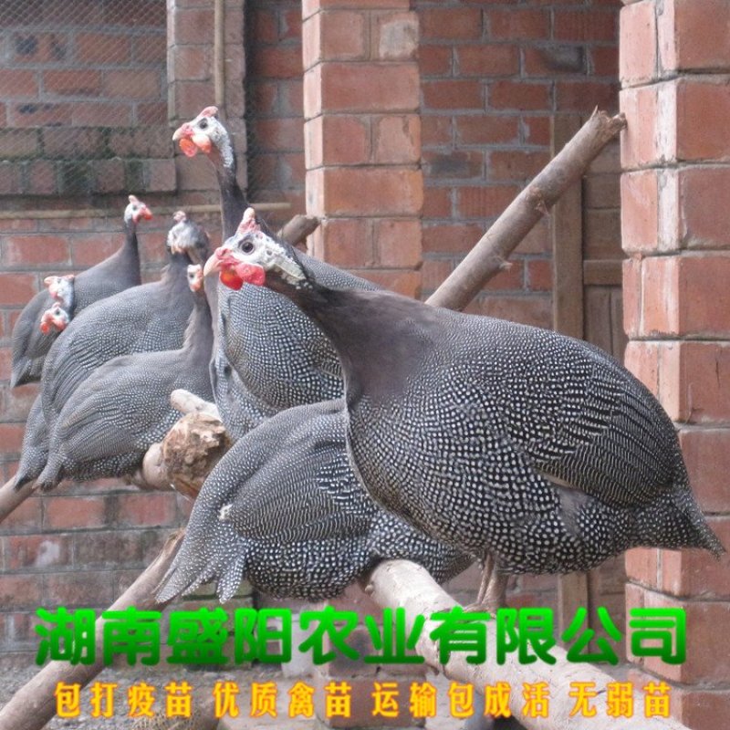 珍珠鸡苗放养鸡苗出壳活体小鸡苗路上包运费