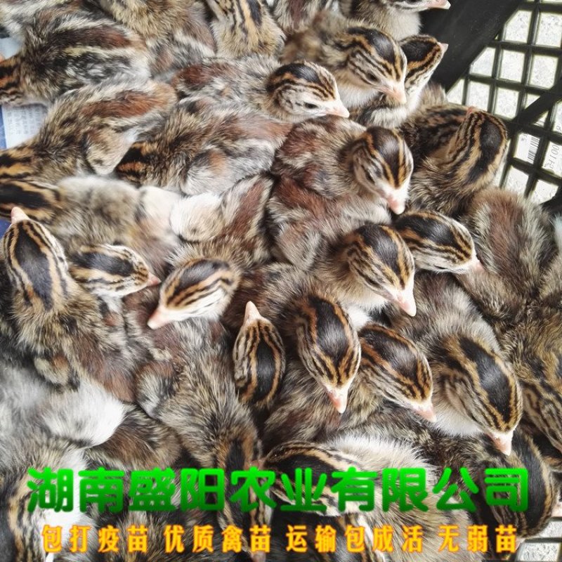 珍珠鸡苗放养鸡苗出壳活体小鸡苗路上包运费