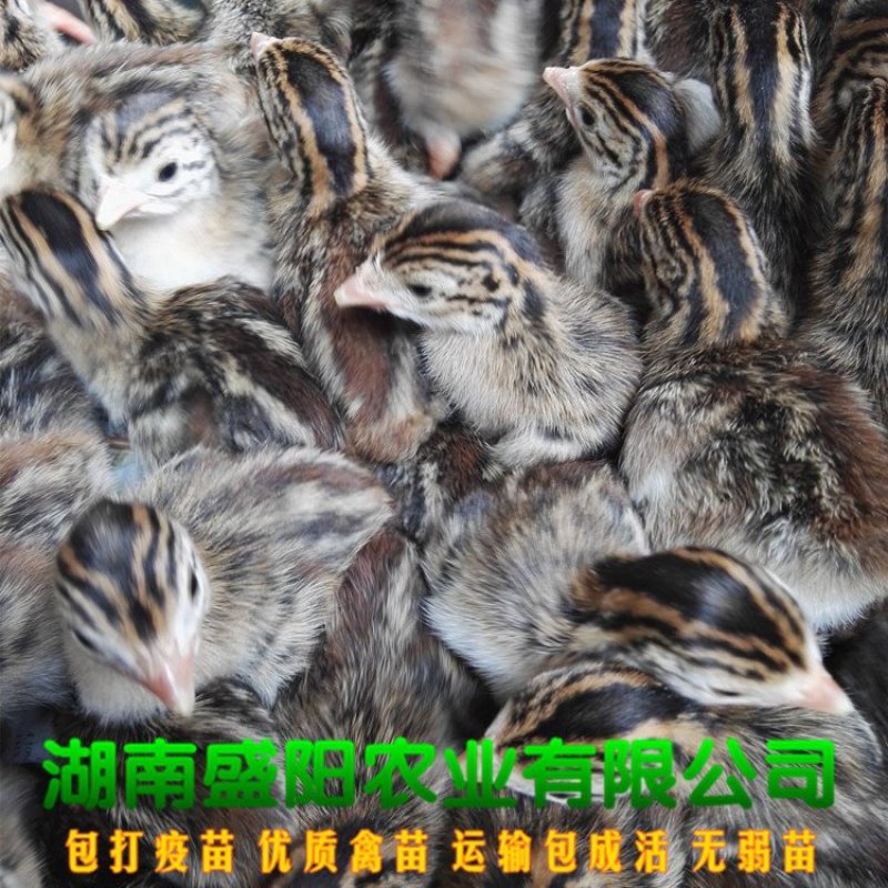 珍珠鸡苗放养鸡苗出壳活体小鸡苗路上包运费