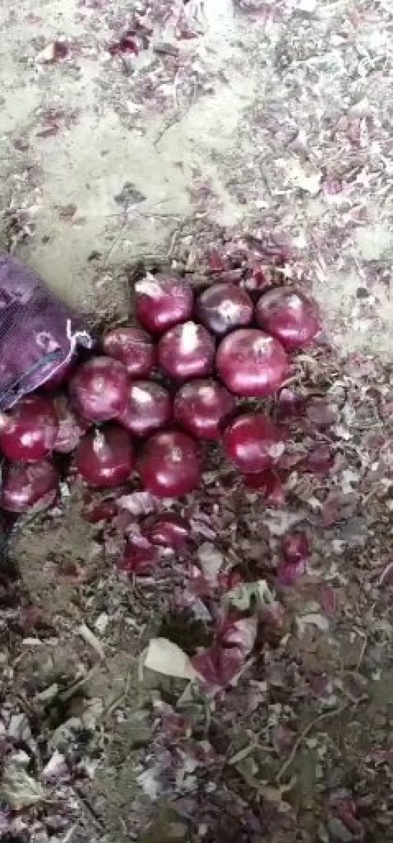 基地直供，代发全国，保质保量