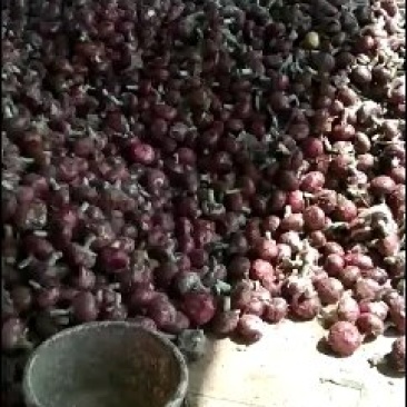 基地直供，代发全国，保质保量