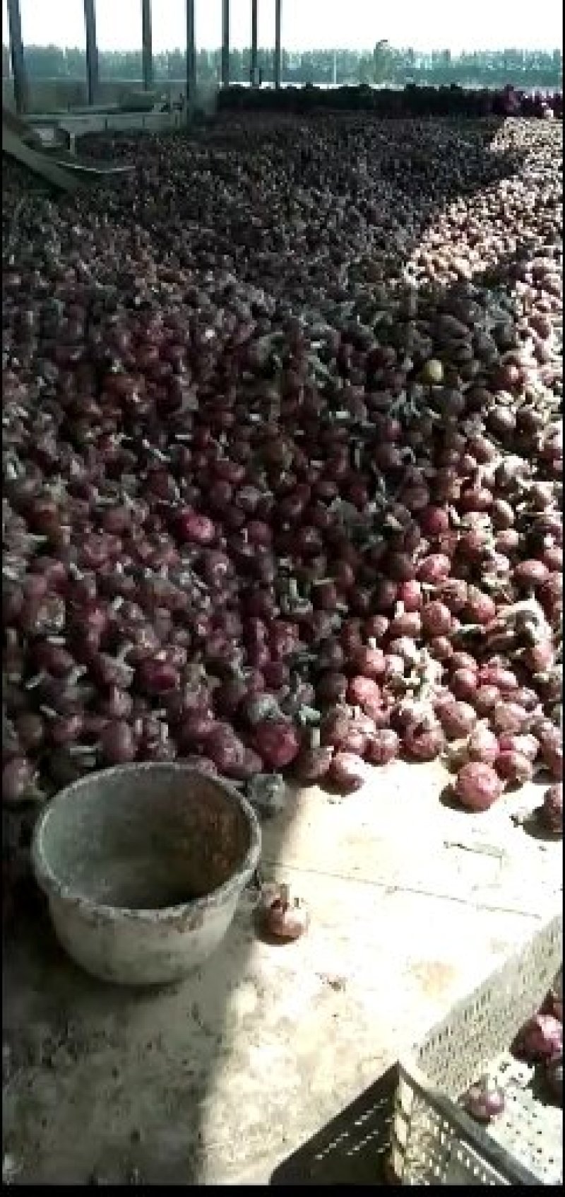 基地直供，代发全国，保质保量