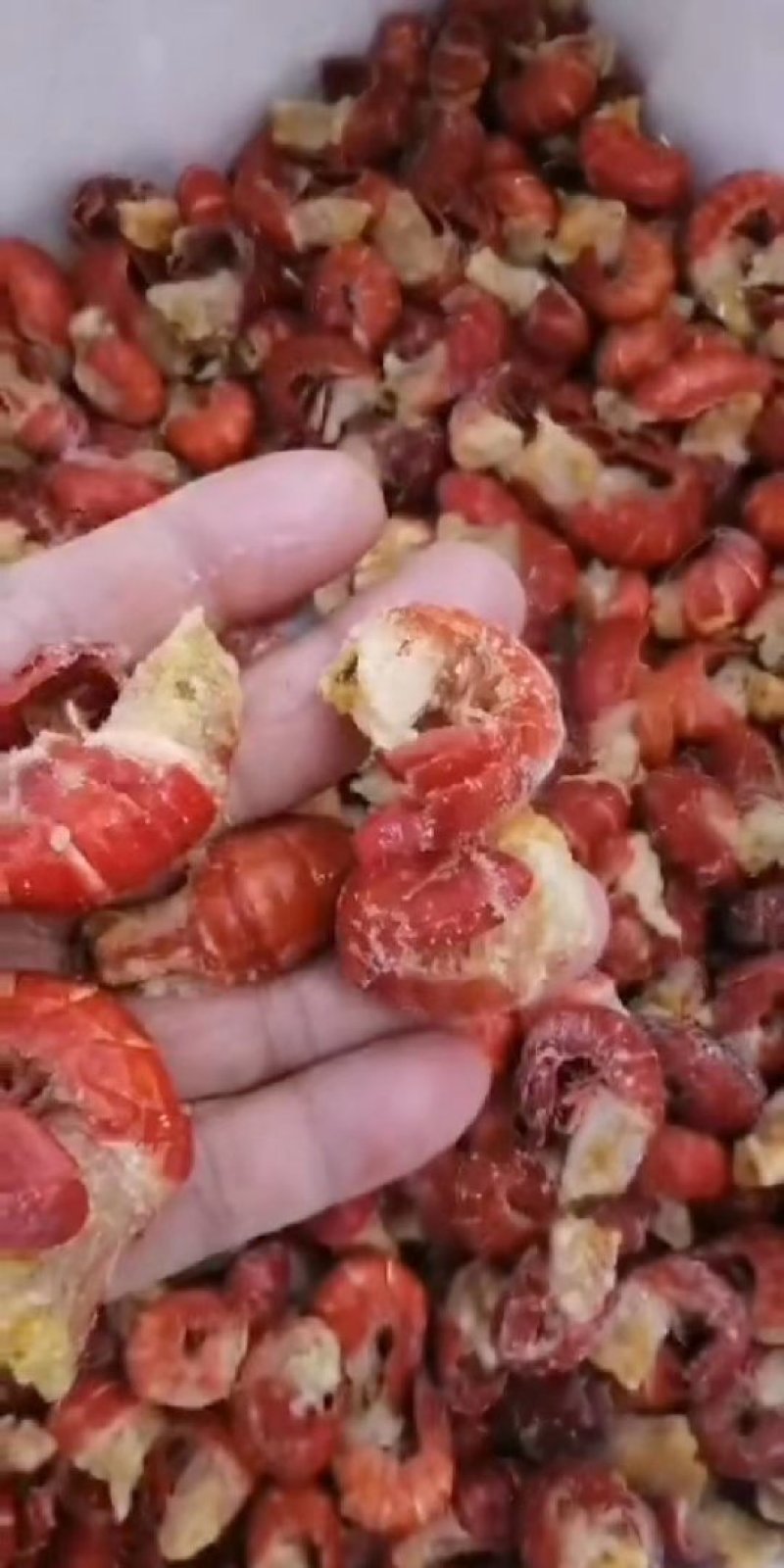 速度龙虾尾