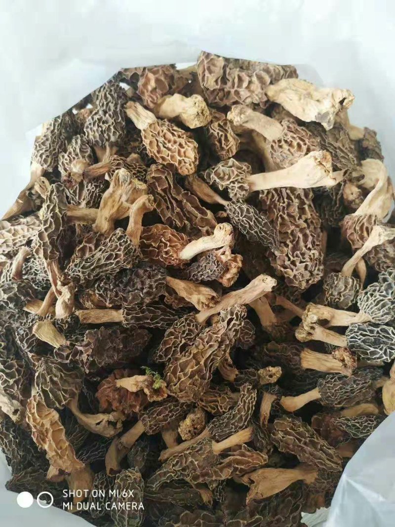 纯野生羊肚菌买家验货不满意快递员在场随时退货快递费自理