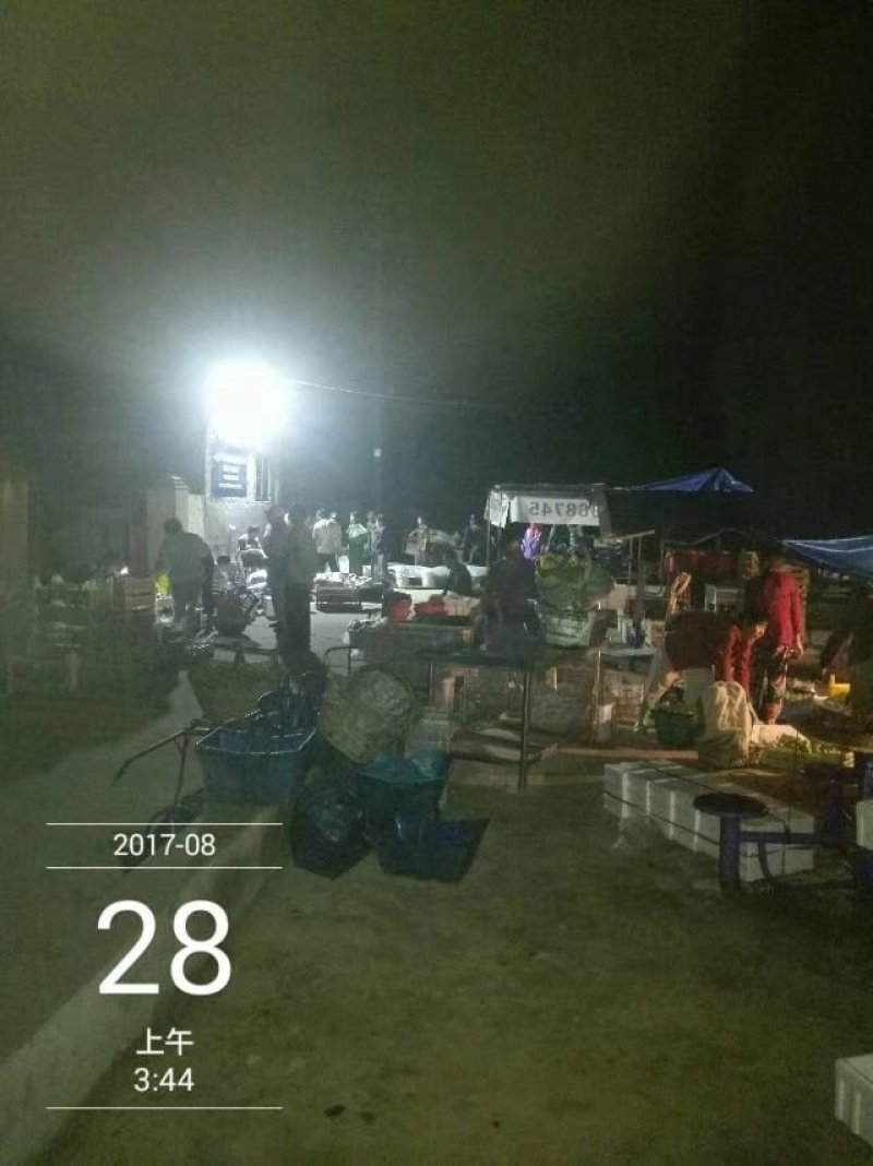 威海特产，青皮红心无花果。基地直供一手货源，