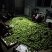 威海特产，青皮红心无花果。基地直供一手货源，