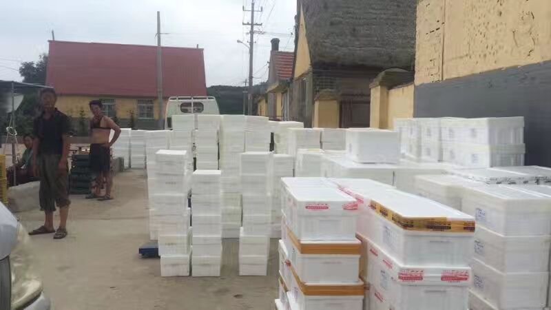 威海特产，青皮红心无花果。基地直供一手货源，