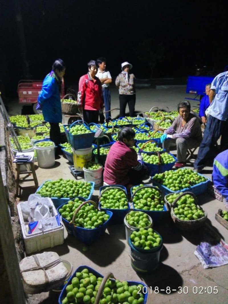 威海特产，青皮红心无花果。基地直供一手货源，