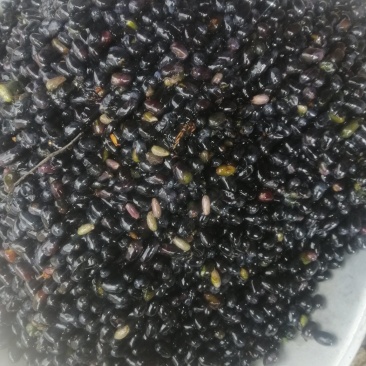 青刺果