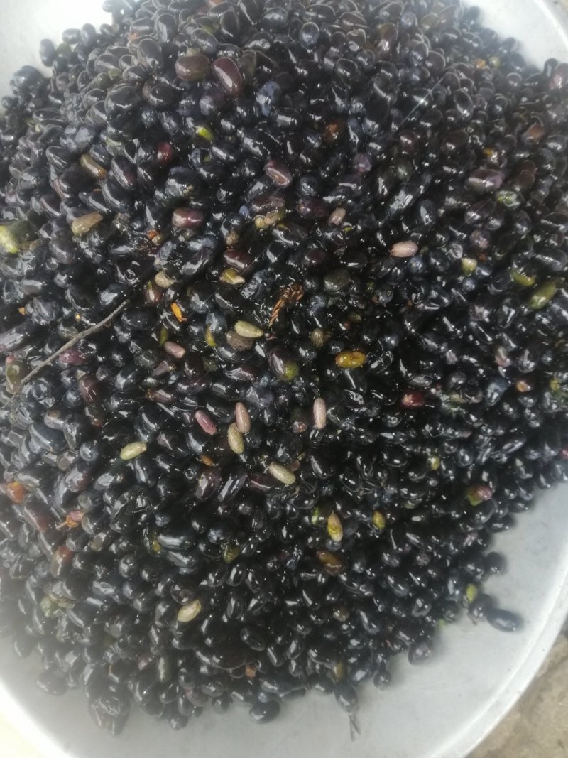 青刺果