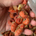 无冰衣鲜冻小龙虾尾麻辣小海鲜食材
