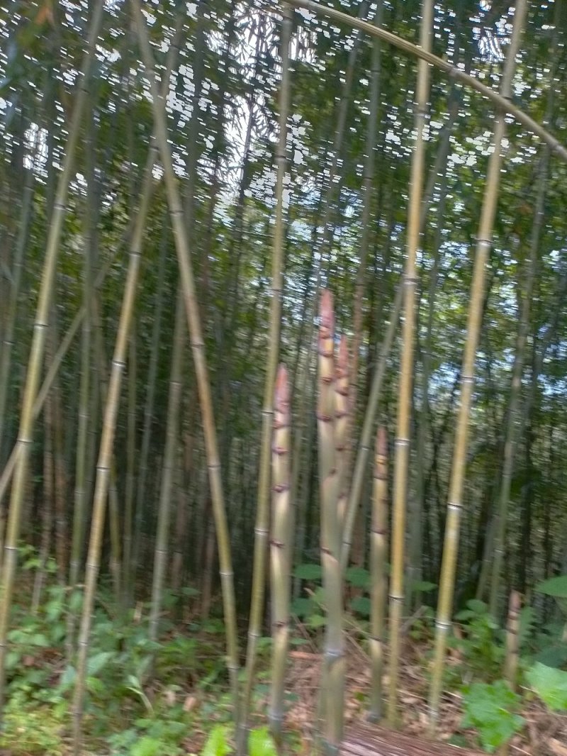 绿竹苗