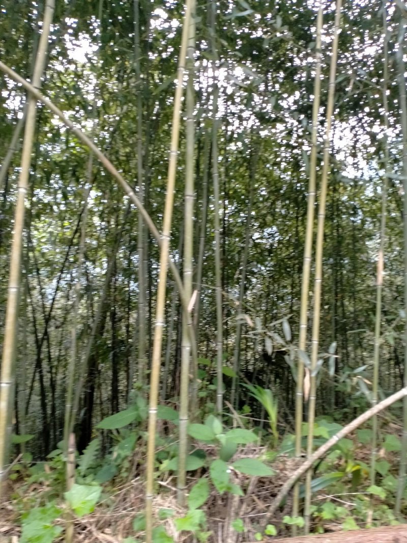 绿竹苗