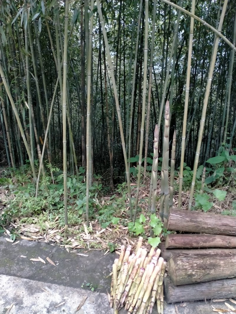 绿竹苗
