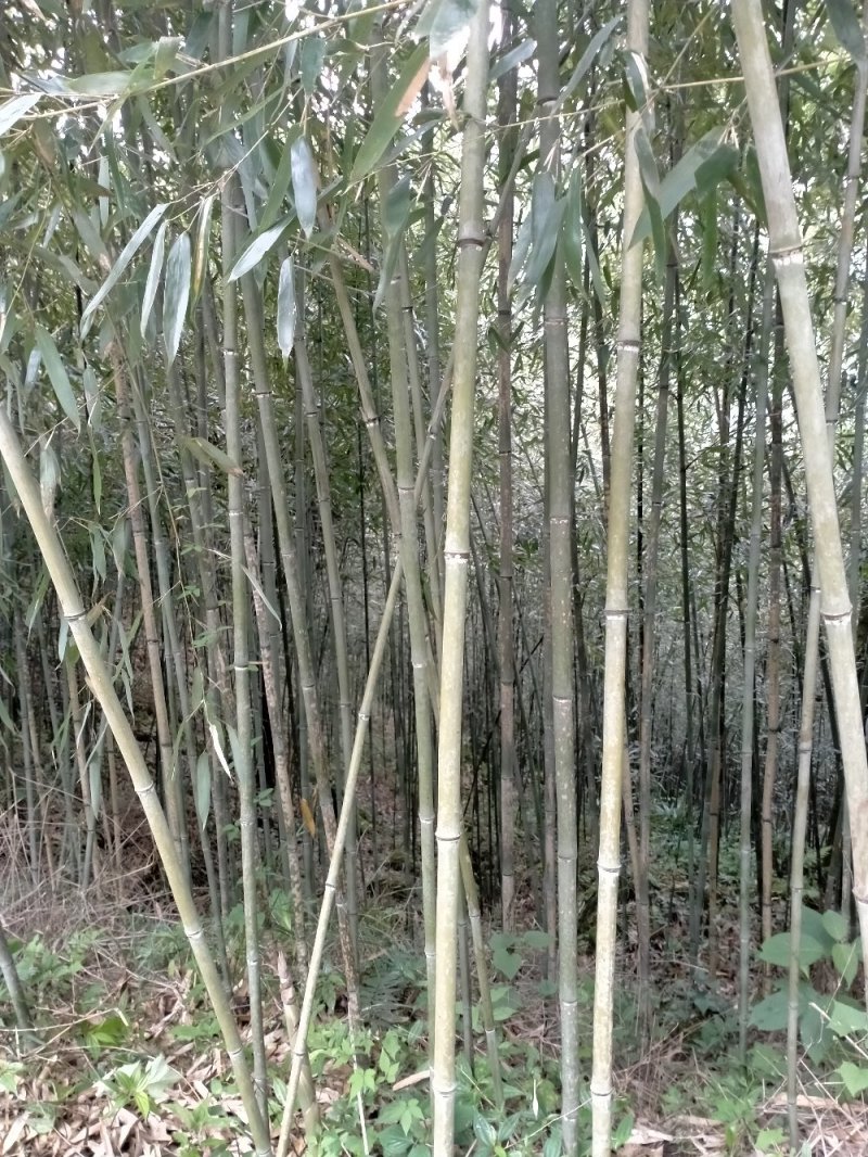 绿竹苗
