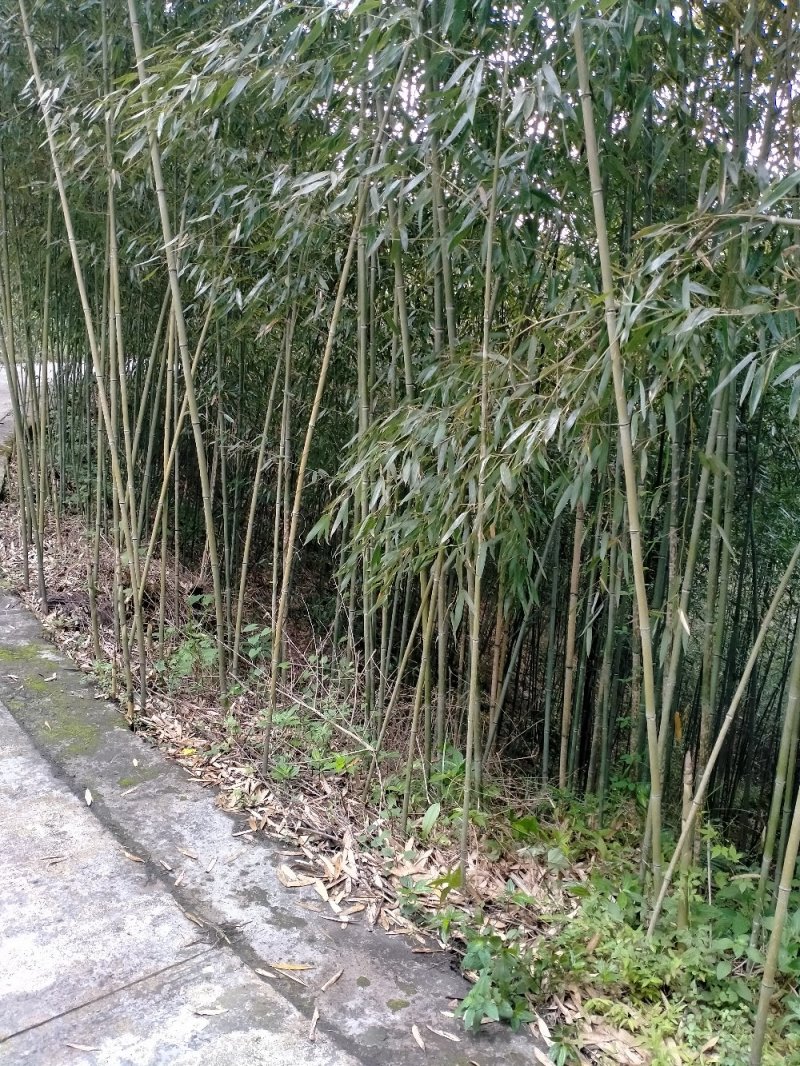 绿竹苗