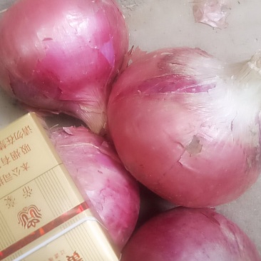 九零以上，红皮高桩。量大面议。