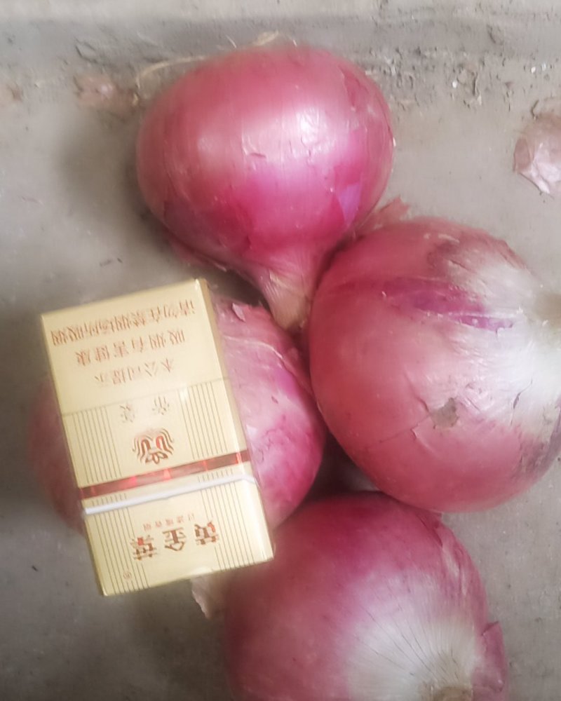 九零以上，红皮高桩。量大面议。