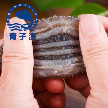 海参💠即食鲜蒸即食大连原产地