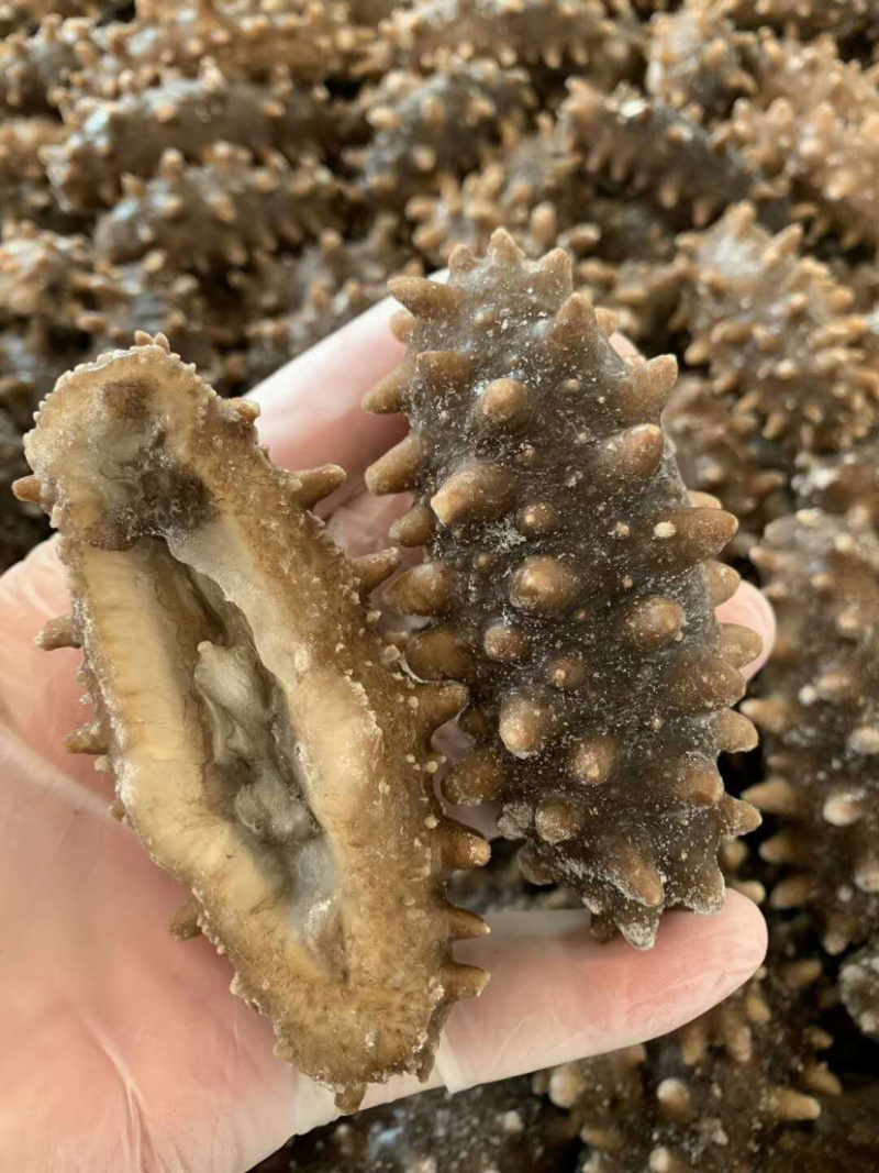 海参💠即食鲜蒸即食大连原产地