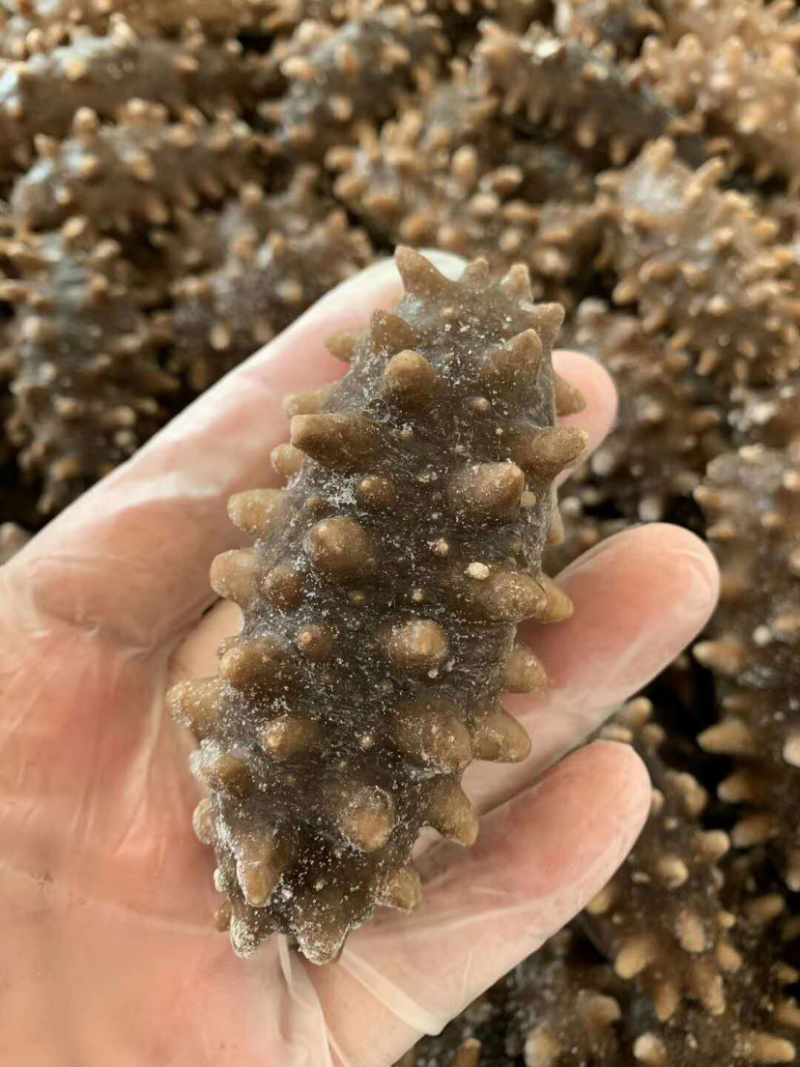 海参💠即食鲜蒸即食大连原产地