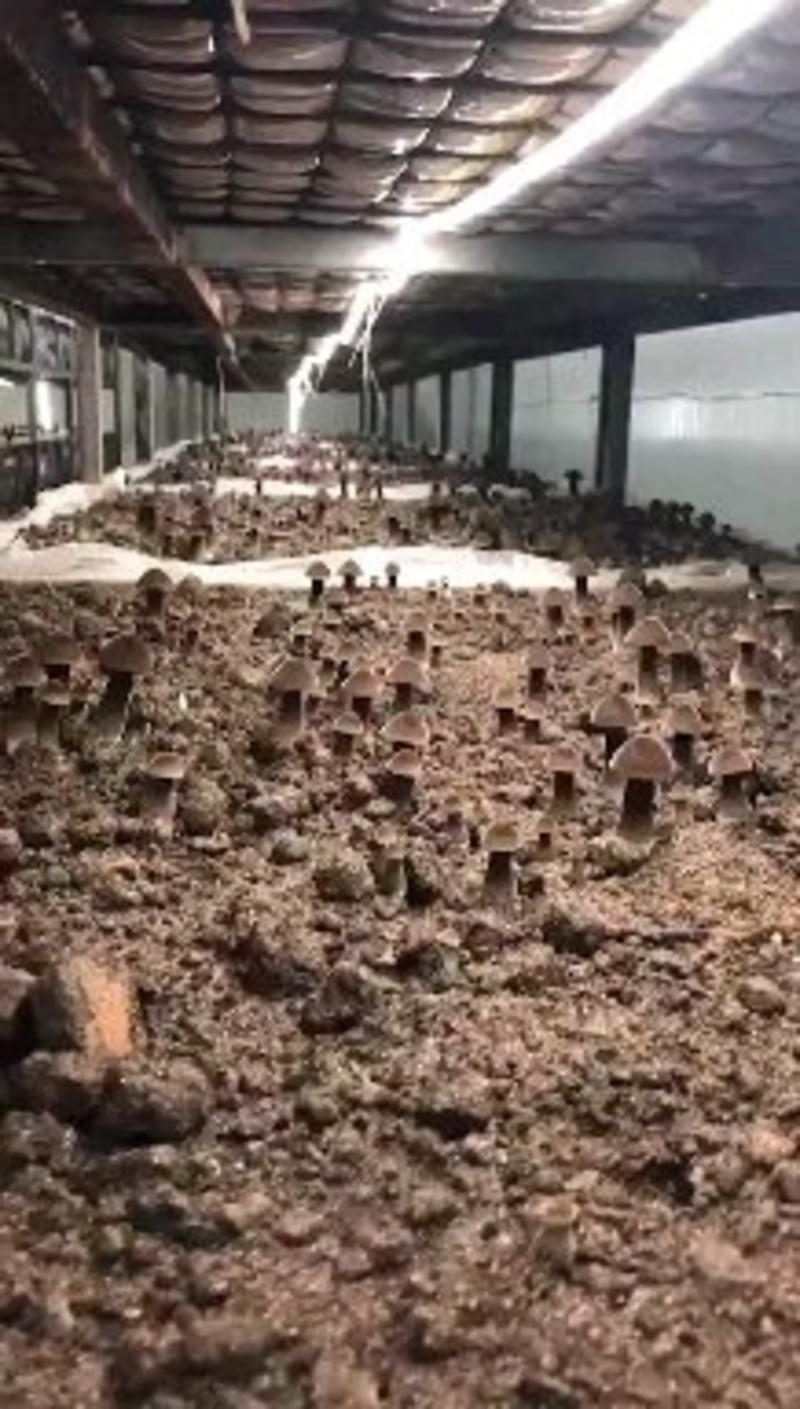 黑皮鸡枞菌菌种母种原种栽培种
