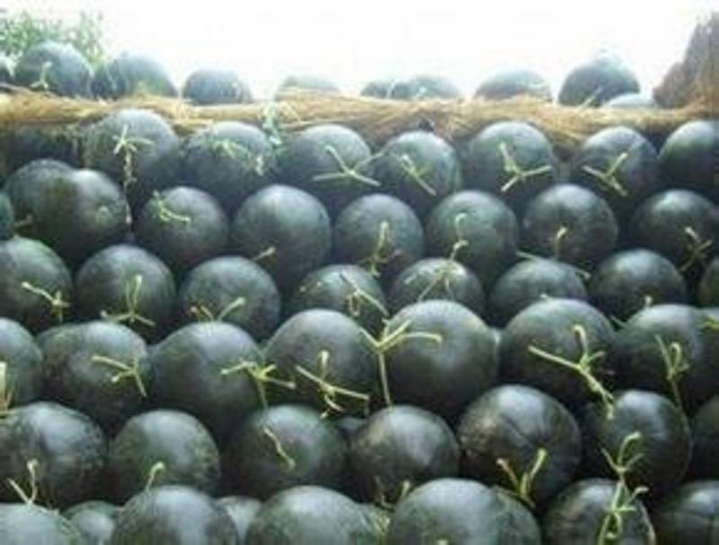黑无仔西瓜，西瓜千亩种植基地直发，量大质优！