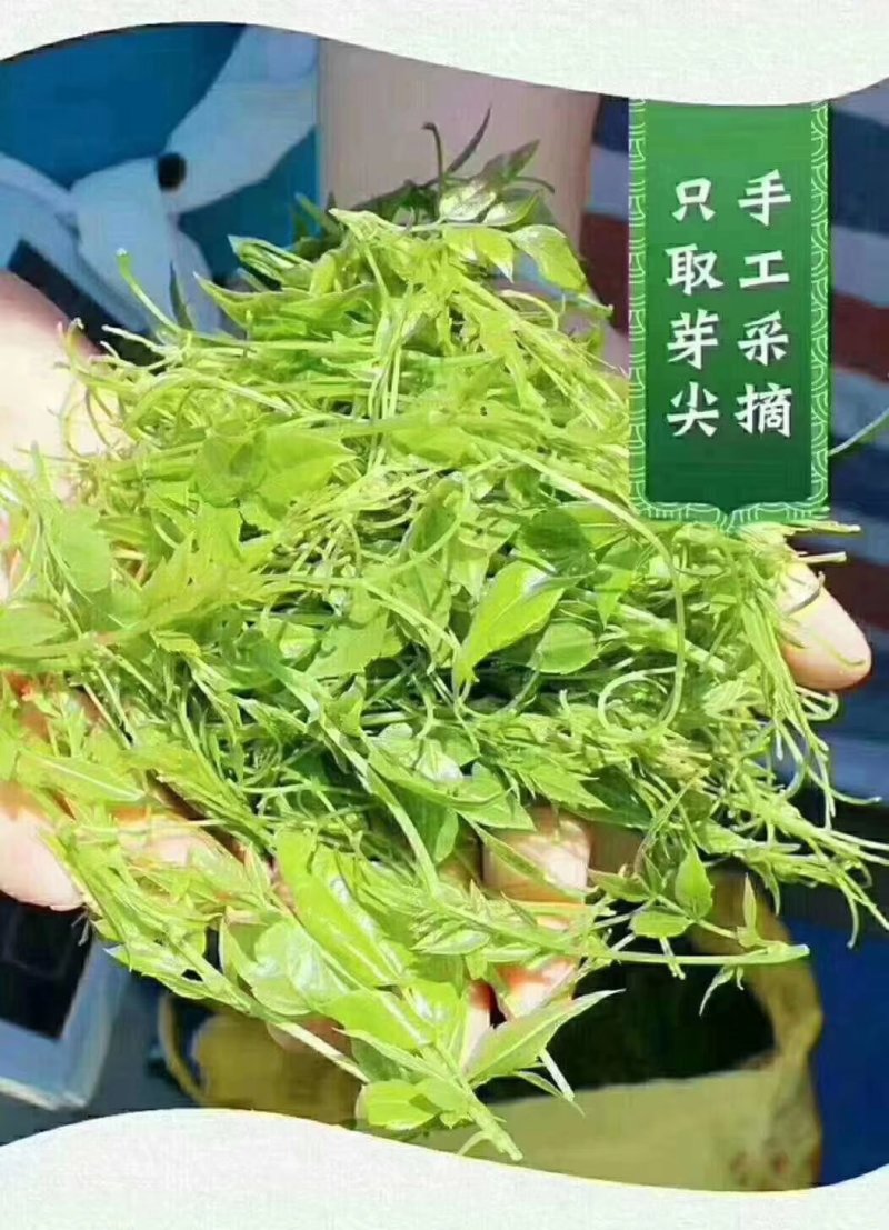 莓茶