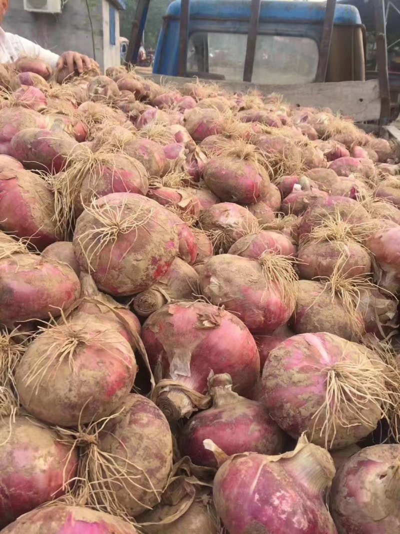 河南内黄县洋葱大量上市