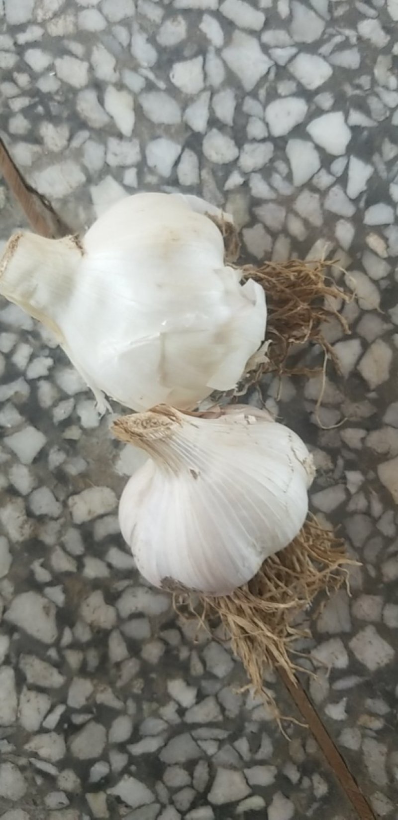 蒜头