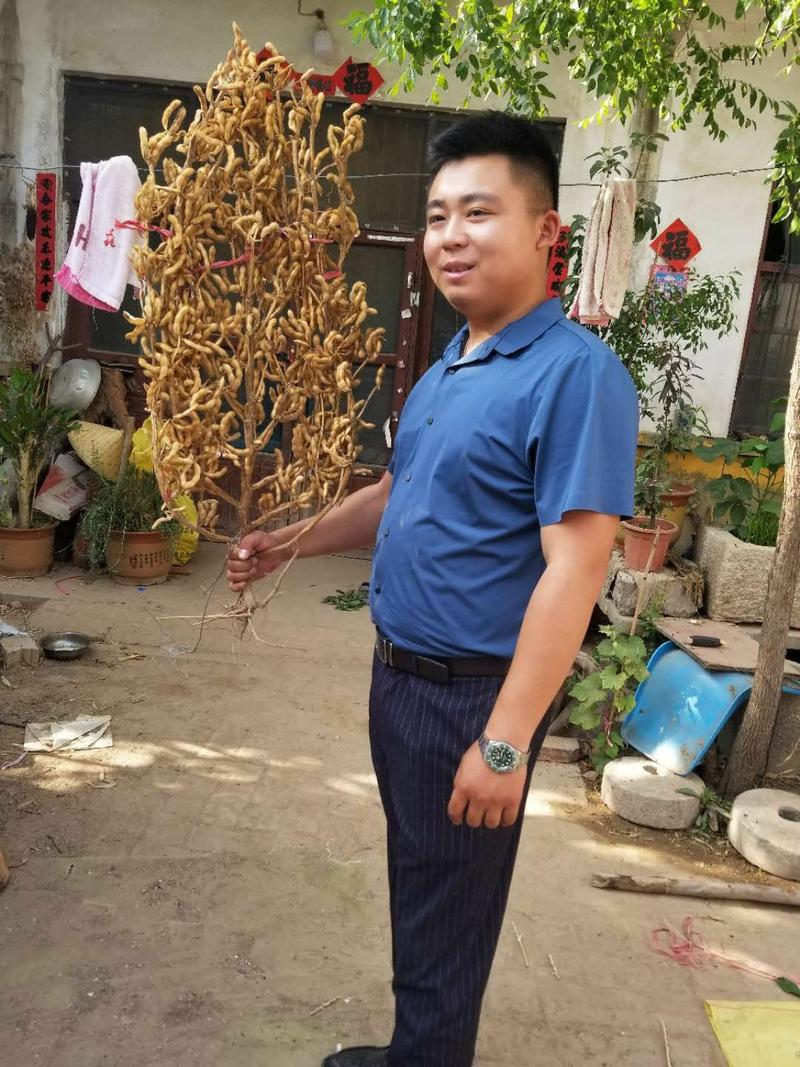 亩产1300斤黄豆种，一亩仅需3800颗