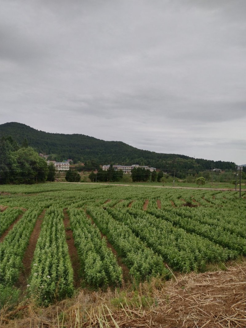干艾叶，全颗统货、压包艾草全颗