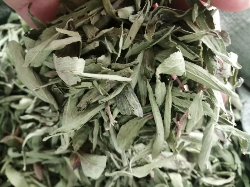 甜叶菊，全叶甜菊叶，小叶、大叶甜叶菊，含糖量高