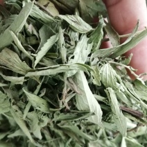 甜叶菊，全叶甜菊叶，小叶、大叶甜叶菊，含糖量高