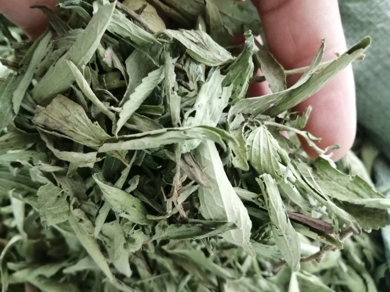甜叶菊，全叶甜菊叶，小叶、大叶甜叶菊，含糖量高