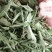 甜叶菊，全叶甜菊叶，小叶、大叶甜叶菊，含糖量高