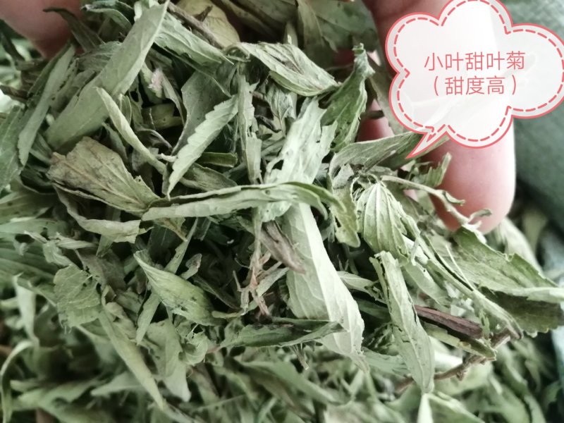 甜叶菊，全叶甜菊叶，小叶、大叶甜叶菊，含糖量高