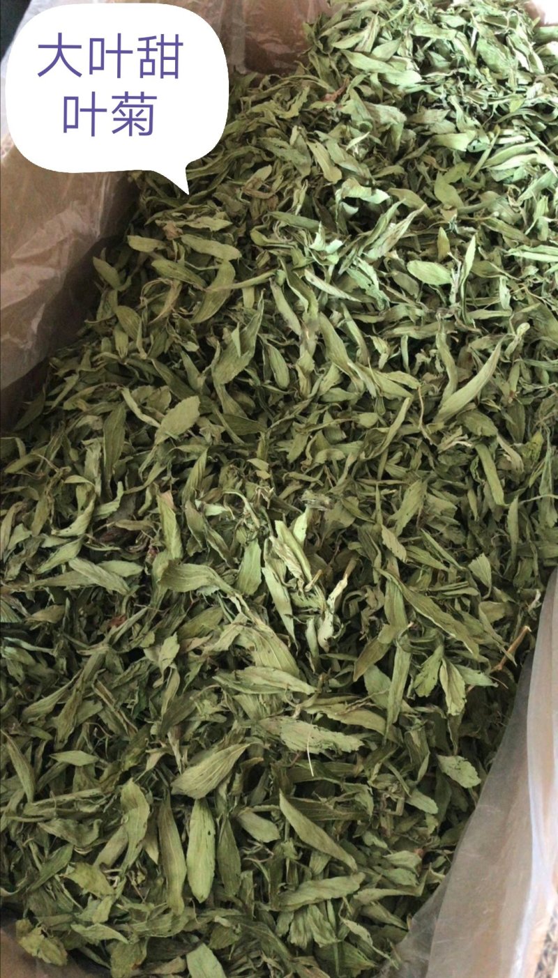 甜叶菊，全叶甜菊叶，小叶、大叶甜叶菊，含糖量高