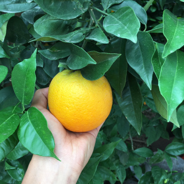 秭归夏橙