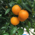 秭归夏橙
