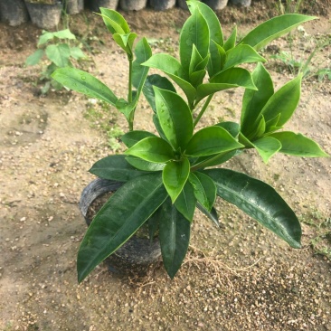 硬枝黄蝉
